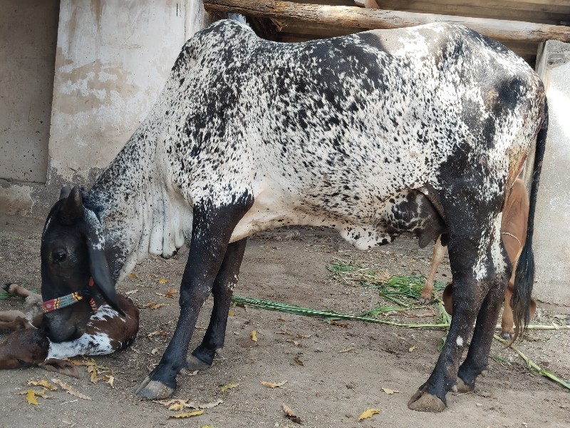 કાબરી હોડકી વેચ...