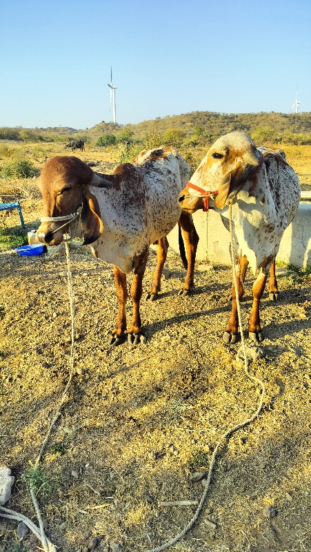 ગોઢલા વેસવાનાછે