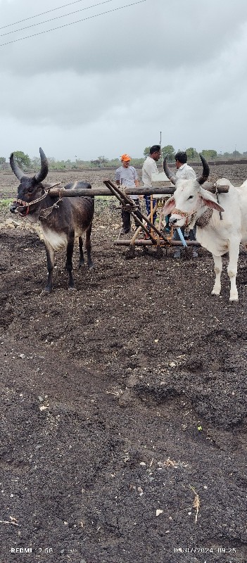 આ બળદ વેચવા ના...