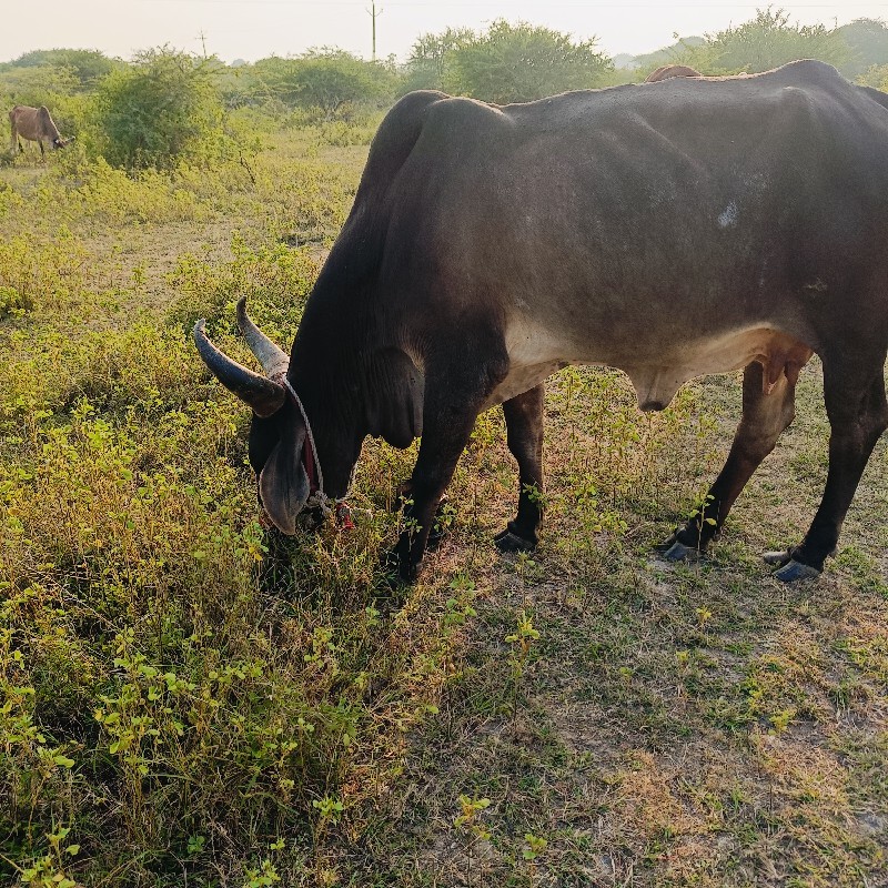 ગાયો વેચવાની સે