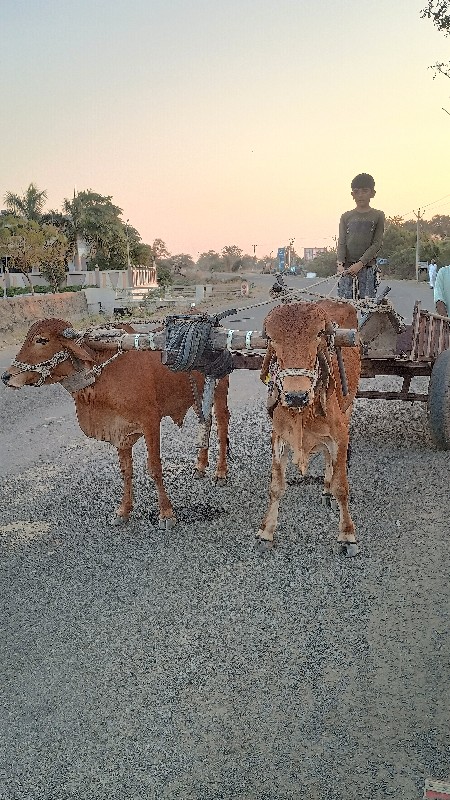 ગોઢલા