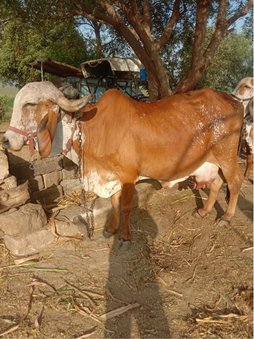 ગાય