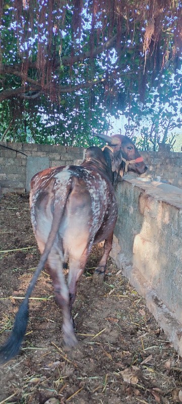 ગાય વેચવાની છે