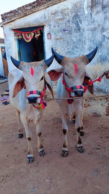 આ ગોઢલા વેચવાના...