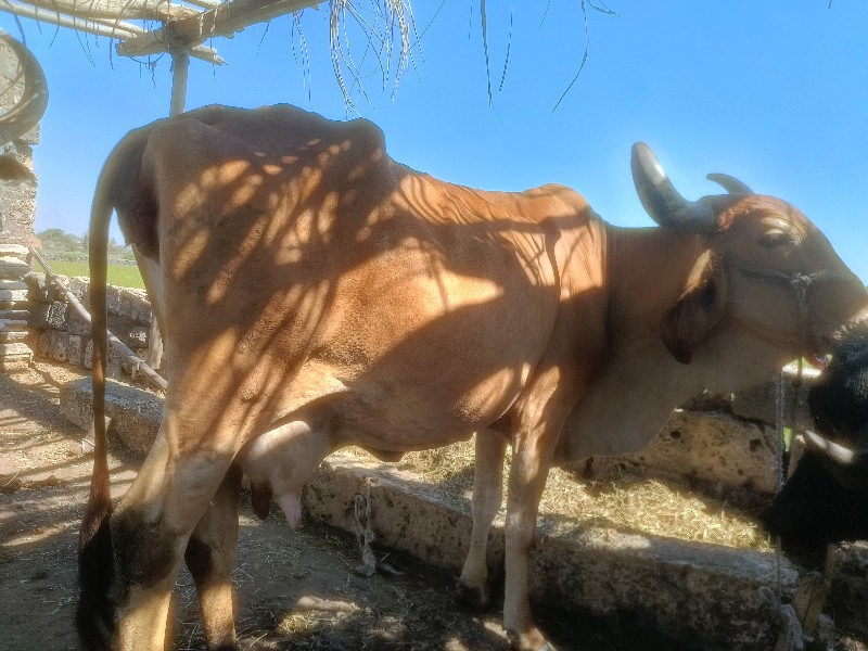 ગાય દેવાની છે