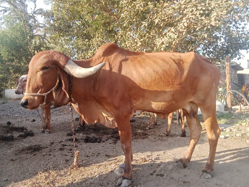 ગીર ગાય