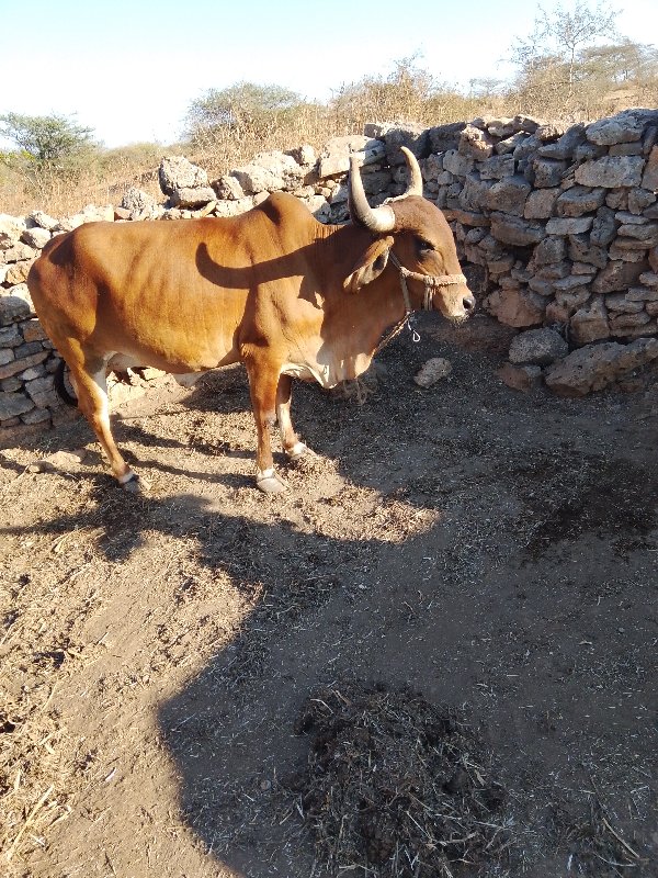 ગાય વેચવા નીછે...