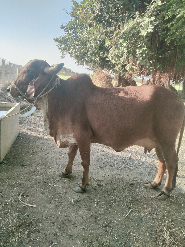 ગાય વેચવાની છે