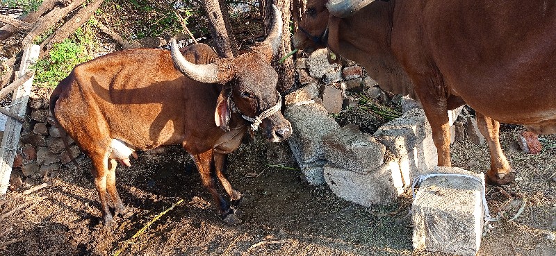 ગાય  વેચવાની છે...