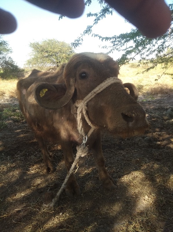 ભેંશ વેચવાની છે