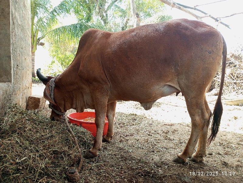 વેચવા નિ છે