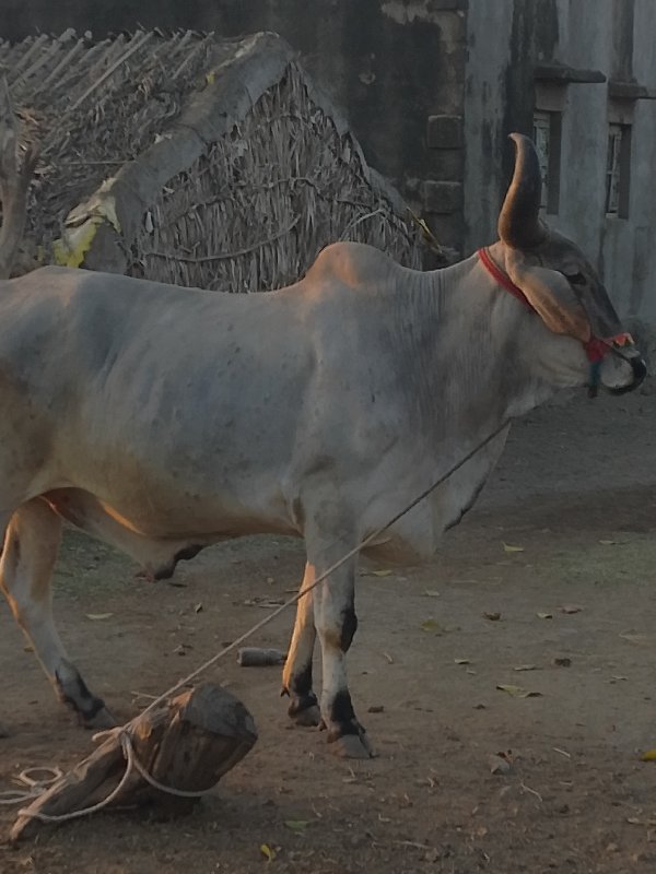 દેવળિયા તરસે