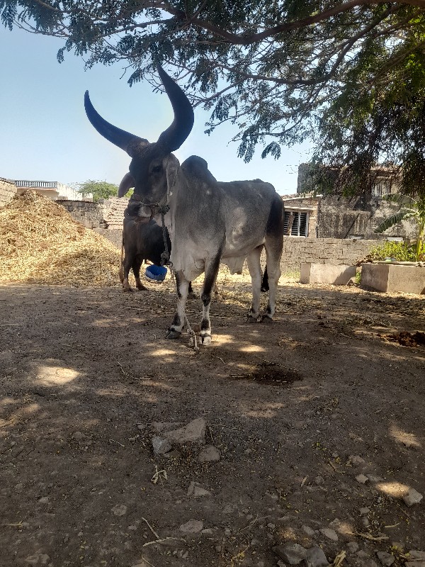 2 ધરનો બર્ધ વેસ...