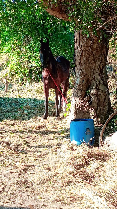 યા વસેરી વેસવાન...