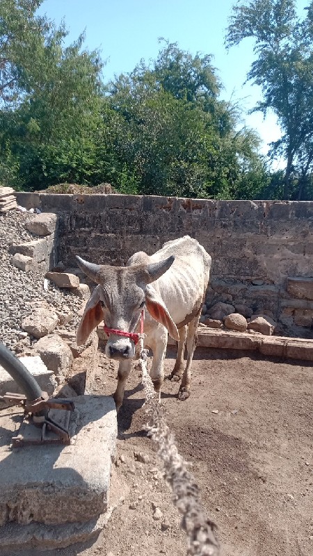 ગોદલો વેચવાનો છ...