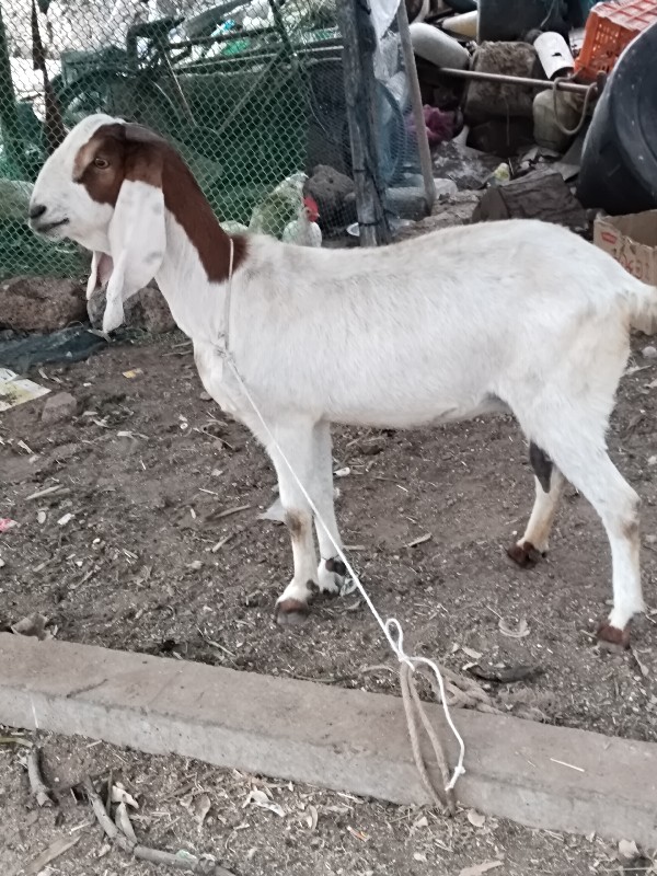 Rajasthani  Bak...