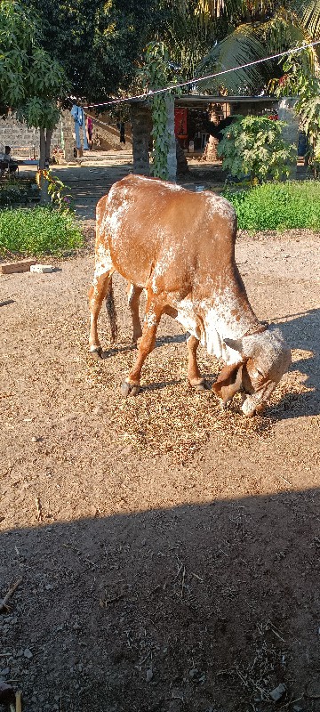 ગીર વોડકી વેચવા...