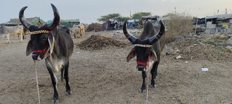 ફુલ જવાબદારીથી...