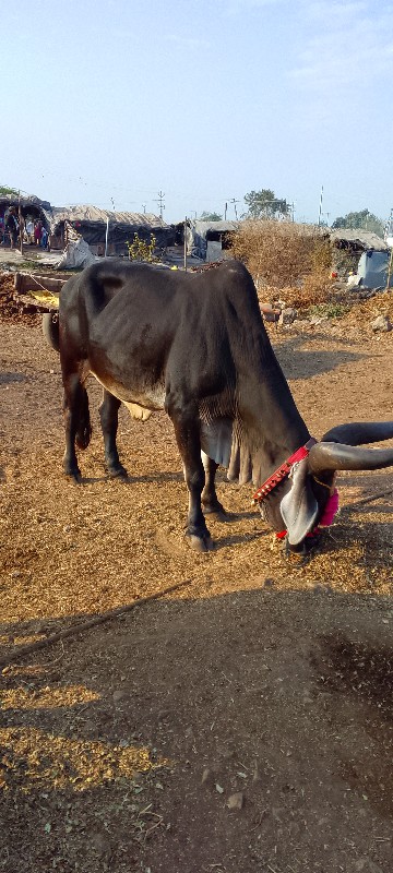 ફુલ જવાબદારીથી...