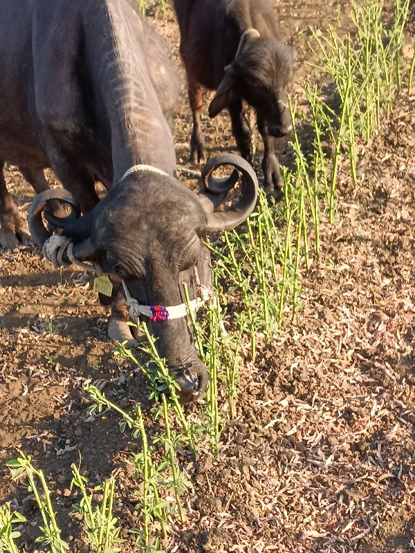 ભેંસ વેચવાની છે