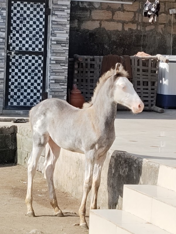 વસેરી વેસવાની છ...