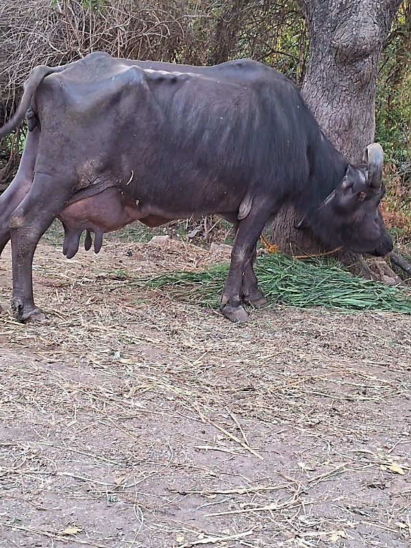 ભેંસ વેસવાની છે