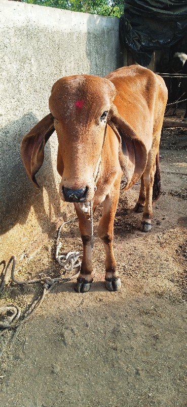 બેવરસનિછે