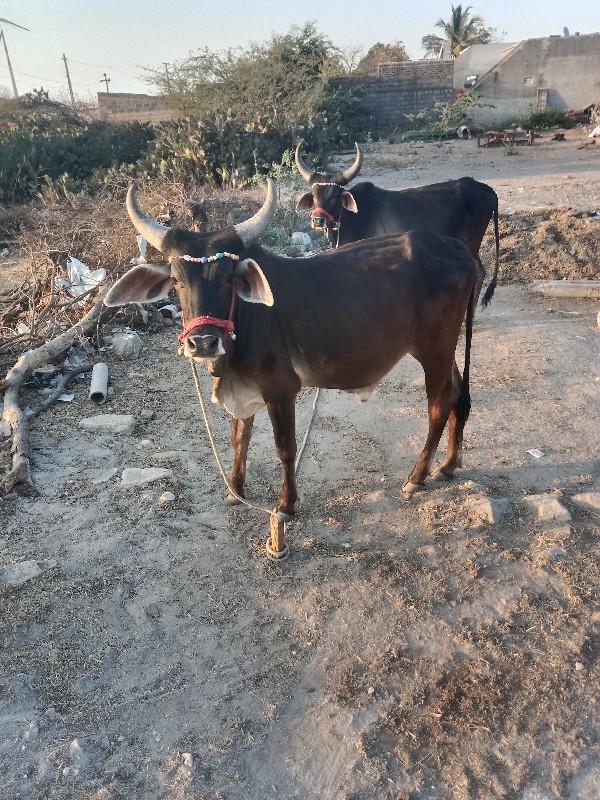 ગોધલા‌ વૈચવાના‌...