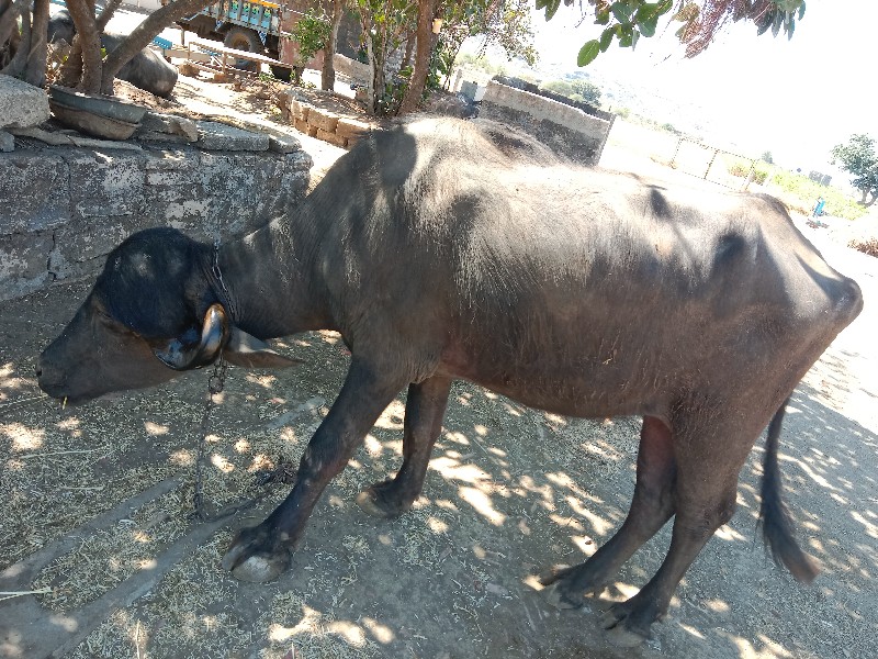 ખડેલું વેશવાનસ...