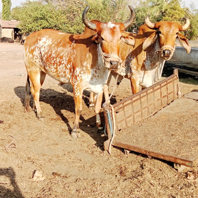 બળદ વેચવાના છે