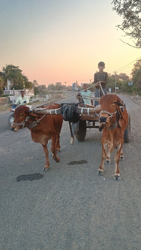 ગોઢલા