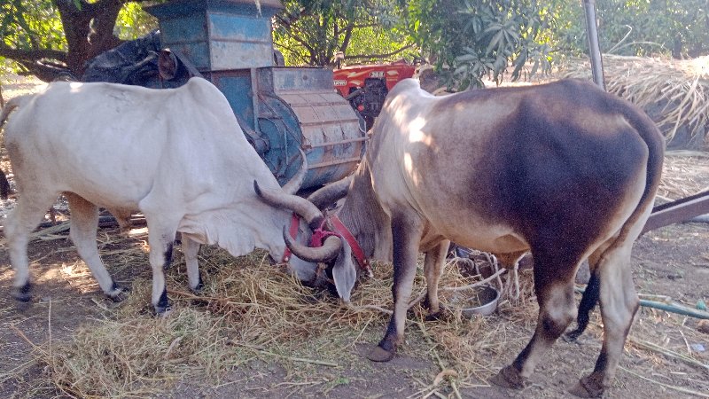 બળદ જવાબદારીથી...