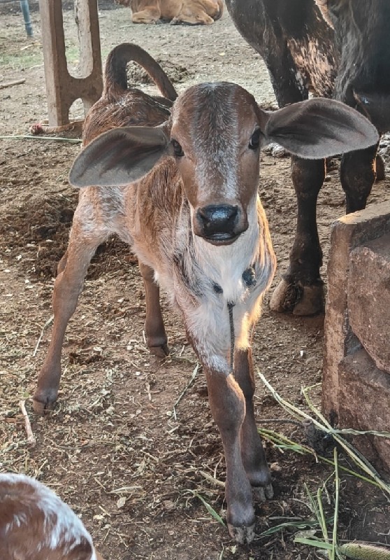 ગાય