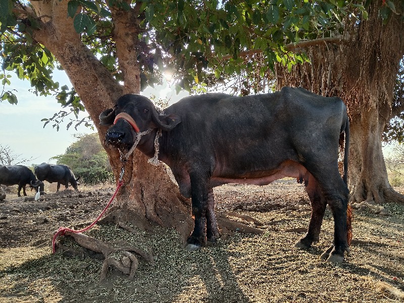 ભેંસ વેચવાની છે