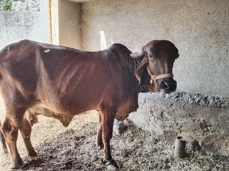 ગીર ગાય ઑરીજનલ...