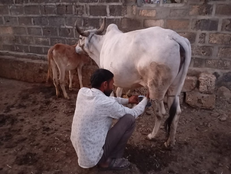 આ ગાય વેચવાની છ...