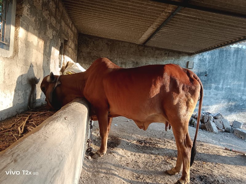 ગાય પૅલુ વેતર વ...