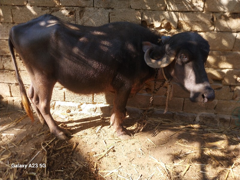 આ ભેંસ વેચવાની...