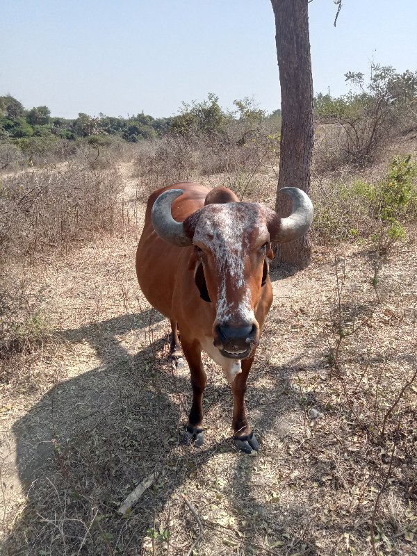 ગાય વેચવા ની છે