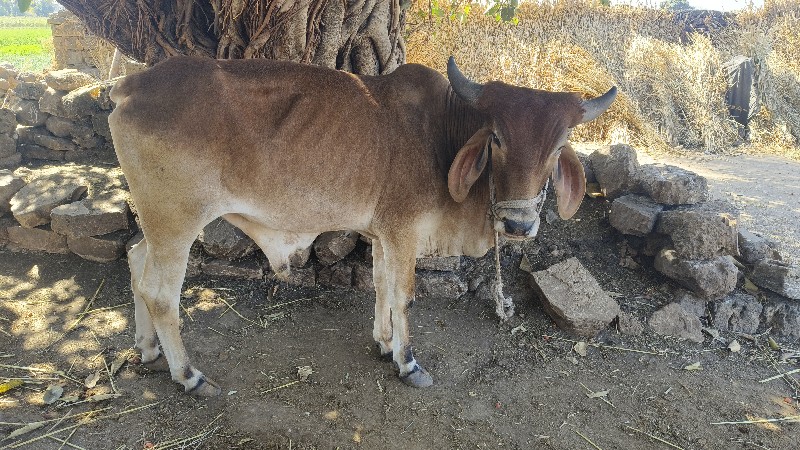 બળદ વેચવાના છે