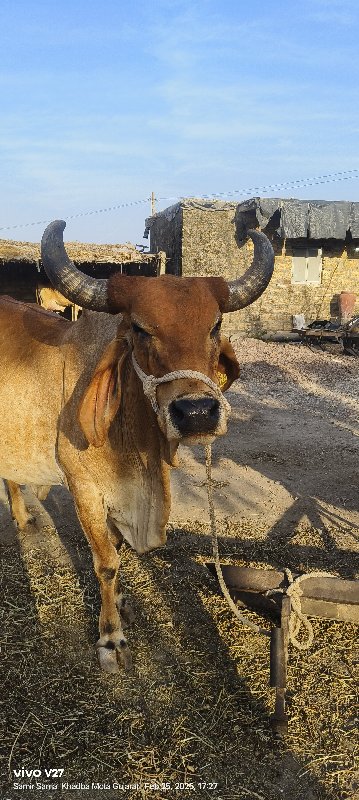 ગાય વેચવાની છે....