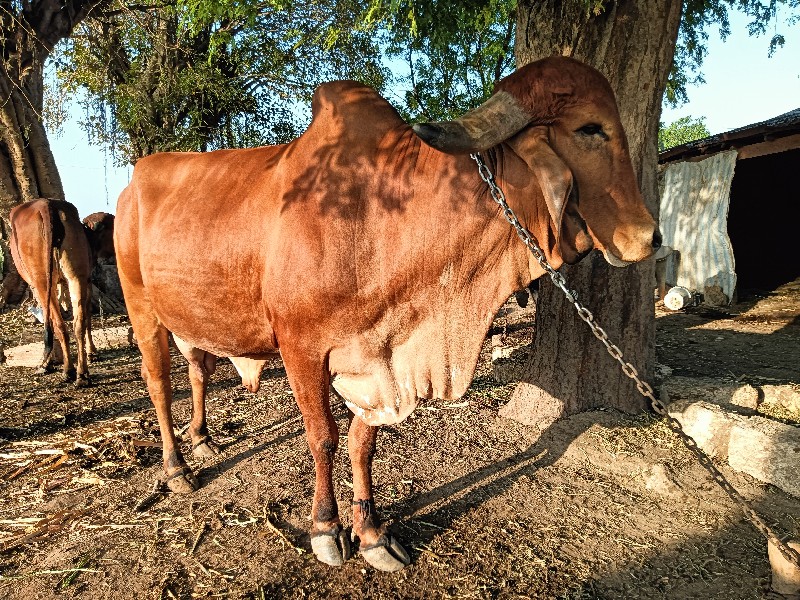 ગીર ગાય આપવાની...