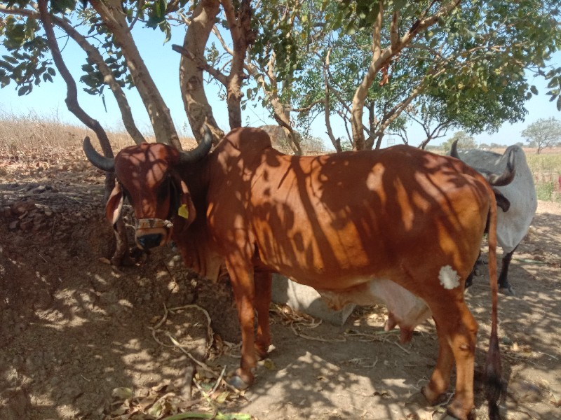 ગાયવેચવાનીછે