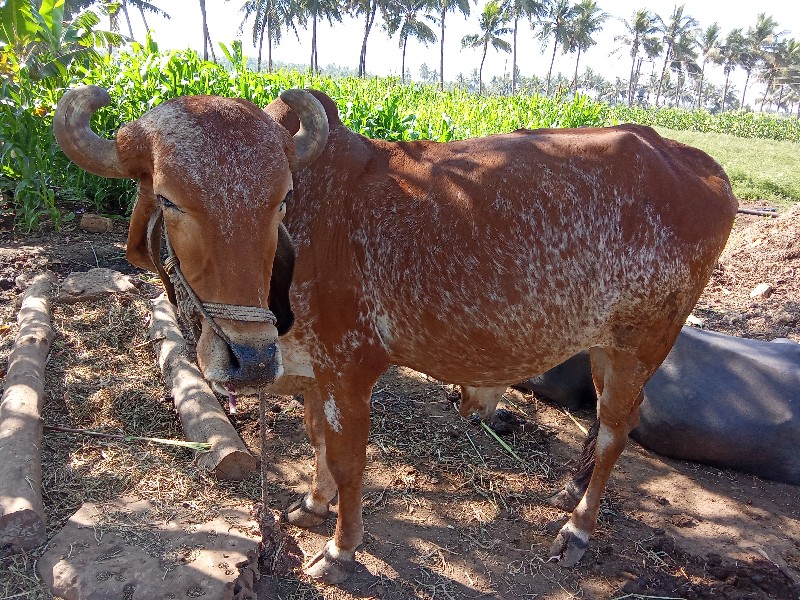 બળદ વેચવા નો છે