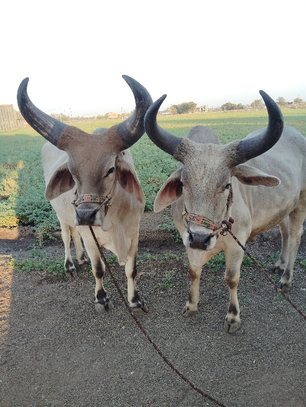 વેચવા ના છે