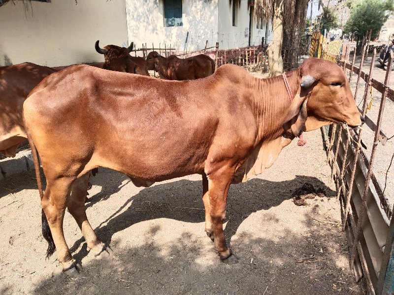 ગિર ગાય તથા ૨ વ...