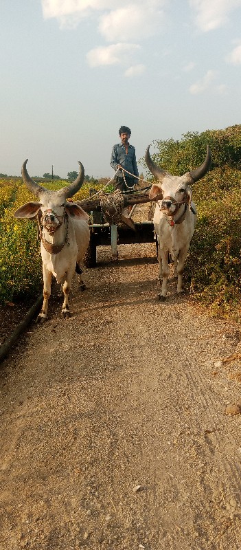 ગોઢલા વેચવાના છ...