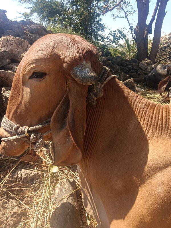 ગોઢલો વેચવાનો છ...