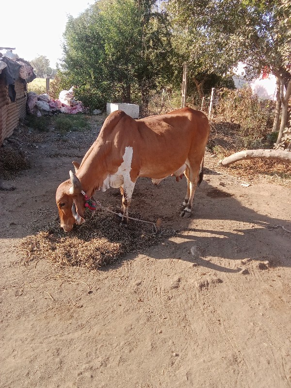 ગાય