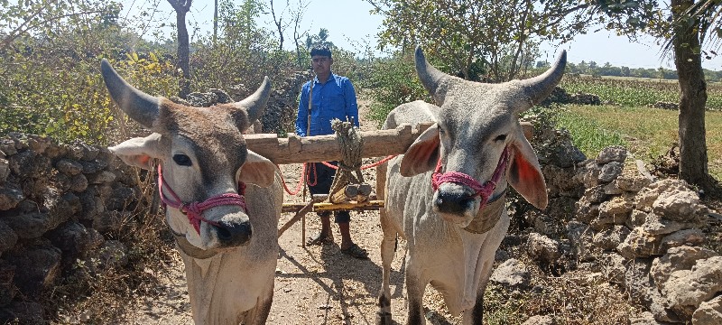 ચાલુ ગોધલા વેચવ...